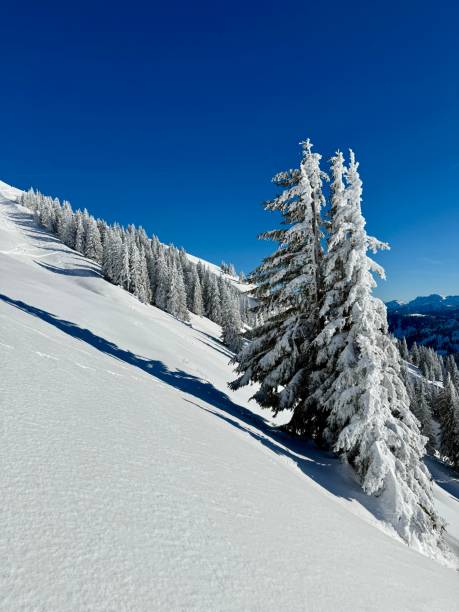 Snow covered fir trees and fresh snow in the mountains