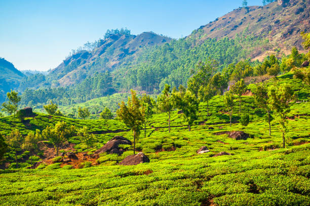 istock Tea plantation nature background landscape 2191658245