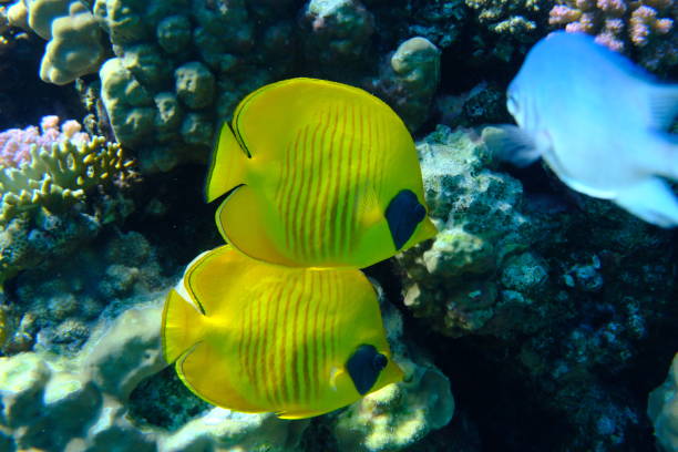 Masked butterflyfish or bluecheek butterflyfish (Chaetodon semilarvatus) undersea, Red Sea, Egypt, Sharm El Sheikh, Montazah Bay