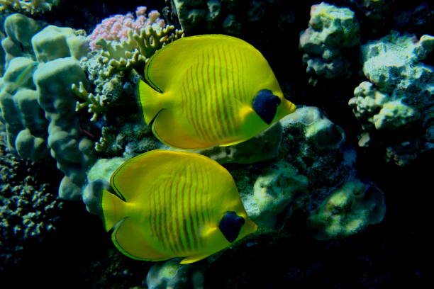 istock Masked butterflyfish or bluecheek butterflyfish (Chaetodon semilarvatus) undersea 2191659134
