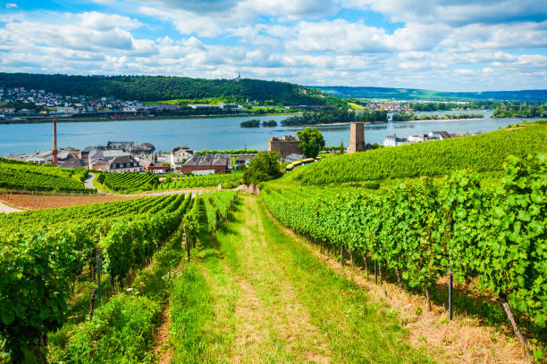 istock Rudesheim am Rhein Vineyards, Germany 2191659686