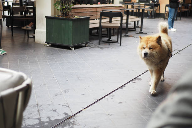 A fluffy and adorable Chow Chow dog lounging peacefully and comfortably on a wooden deck outside