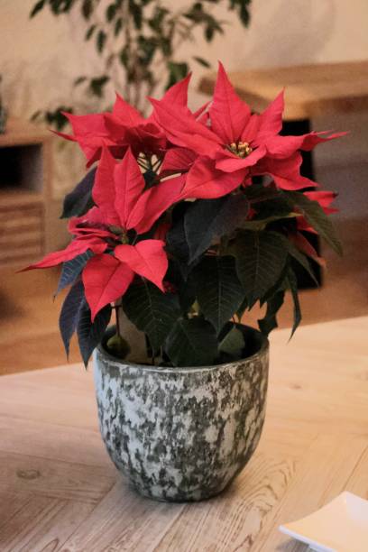 istock Poinsettia for Christmas 2191660934