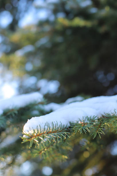 snow covered tree branch with the sun shining on it