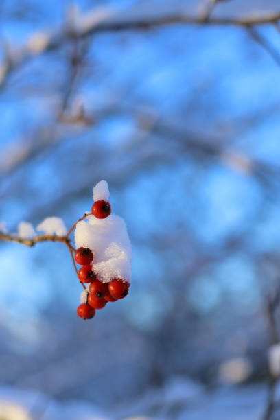 Red bunches of rowan covered with snow. First snow