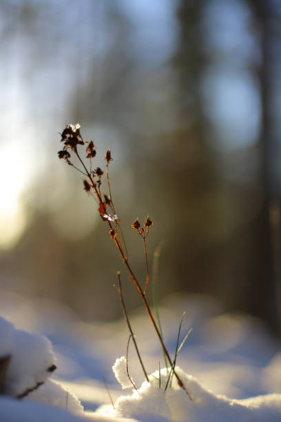 istock piece of hay with snow. winter background 2191662298