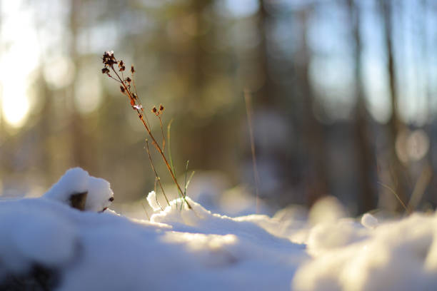 istock piece of hay with snow. winter background 2191662299