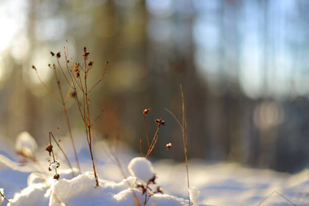 a piece of hay with snow. winter background.
