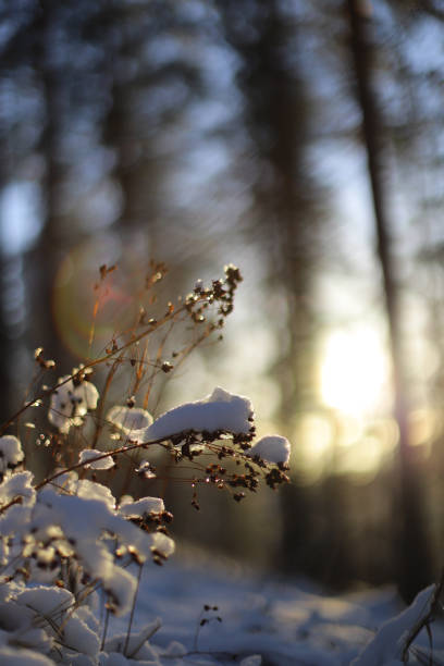 a piece of hay with snow. winter background.