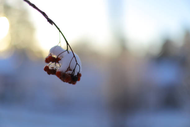 Red bunches of rowan covered with snow. First snow