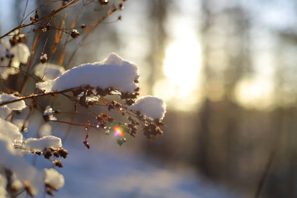 a piece of hay with snow. winter background.