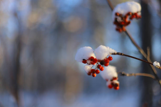 Red bunches of rowan covered with snow. First snow