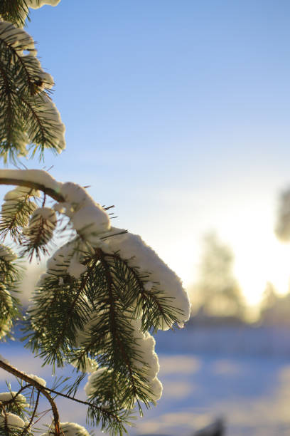 istock A snow covered tree branch with the sun shining on it 2191662864