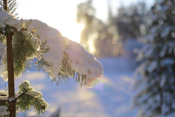 istock A snow covered tree branch with the sun shining on it 2191662865