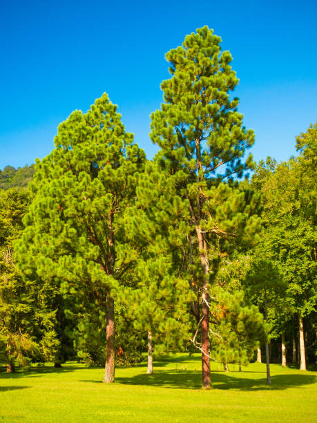 istock Bali Botanic Garden in Indonesia 2191663288