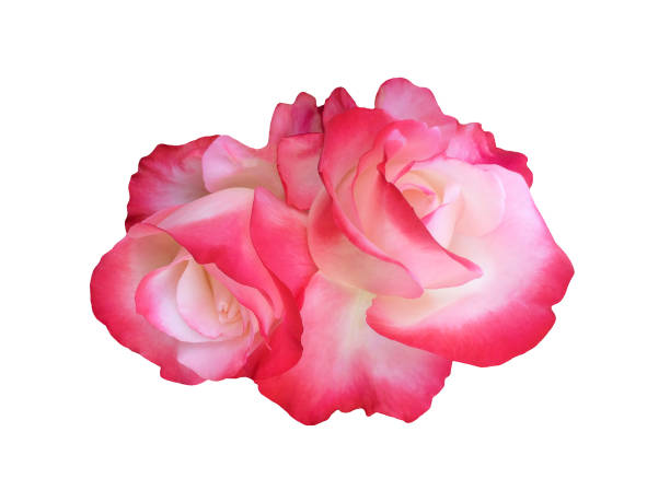 Pink rose flower isolated on white background. Decor element for wedding, birthday, invitation cards.