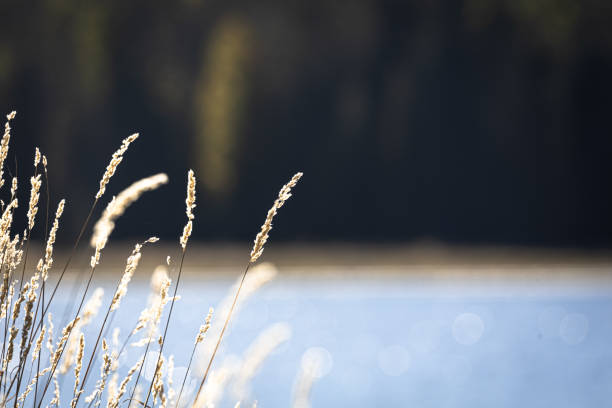Dry tall grass with bokeh background and copy space