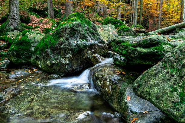 Autumn view of Bolu, Yedigöller National Park. The forest consists of beech, hornbeam, oak, alder, maple, elm, aspen, yellow and black pine tree species. It gives colorful images in the autumn season. Water flowing from high altitudes forms small waterfalls. Taken in daylight with a full frame camera.