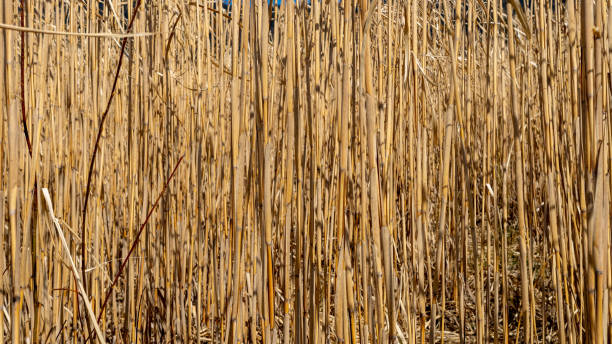 Crop from elephfant grass in the bavarian forest