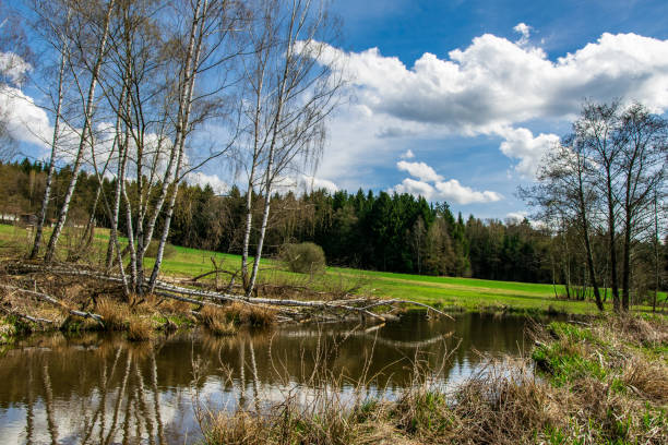 istock Trees with a lake with reflection from clouds in the bavarian forest 2191664464