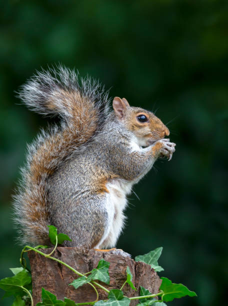 istock Portrait of a grey squirrel eating nuts on a tree stump 2191664674