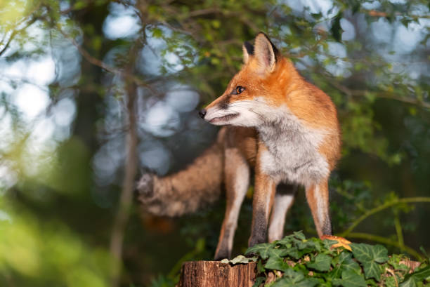 istock Portrait of a cute red fox standing on a tree stump in a forest 2191664725