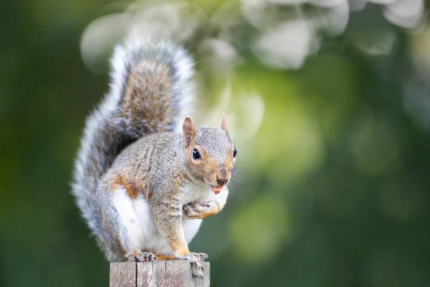 istock Grey squirrel standing on a garden fence post with a nut in its mouth 2191664727