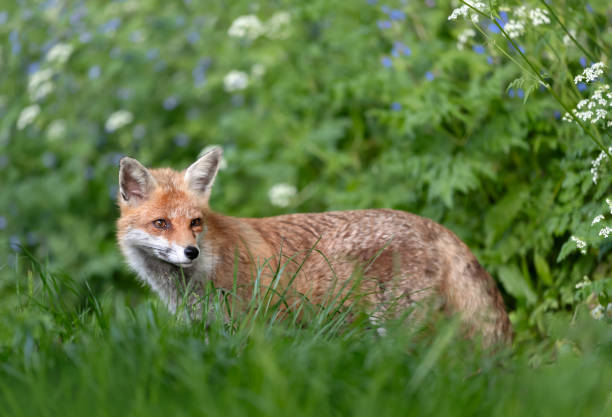 istock Portrait of a cute red fox standing in a meadow in spring 2191664730