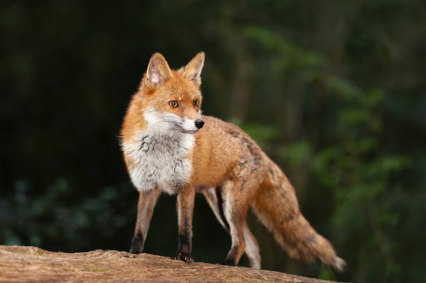 istock Portrait of a cute red fox standing on a tree in a forest 2191664742
