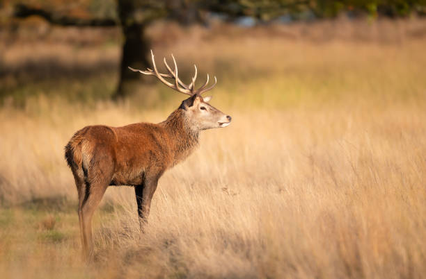 istock Young red deer stag standing in grass during the rut in autumn 2191664747