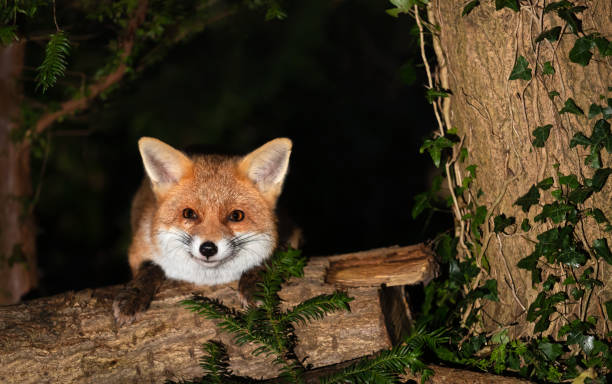 istock Portrait of a cute red fox standing on a tree in a forest at night 2191664748