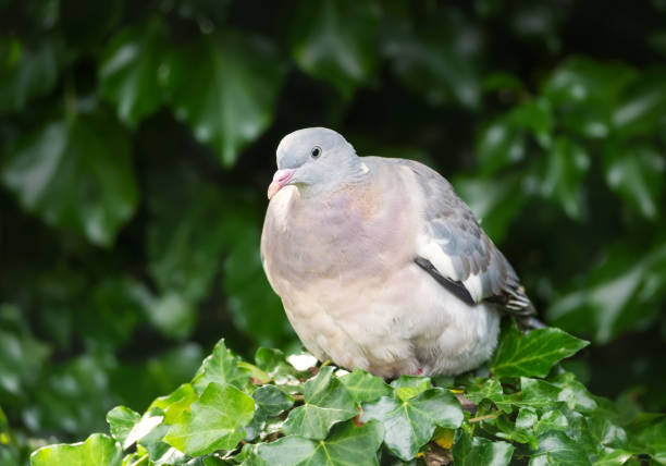 A pigeon showing its full wing