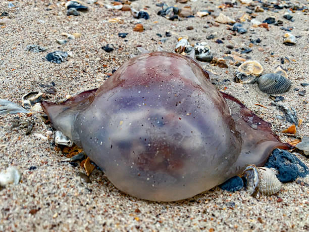 istock Jelly Fish On Edisto Island 2191665066