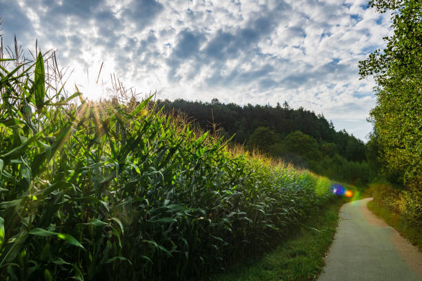 A vibrant photograph showcasing a thriving cornfield (Zea mays) under the clear, sunlit sky. The scene emanates rural tranquility with lush greenery, a blue backdrop, and charming pathways, symbolizing nature's pastoral beauty.