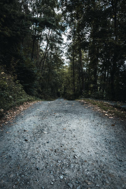 Path through the forest with leaf and green tress in the bavarian forest