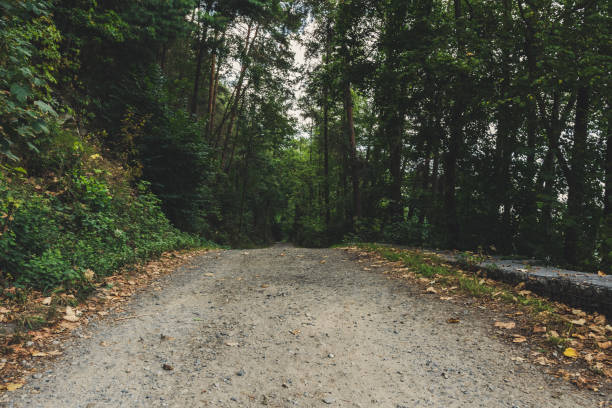 Path through the forest with leaf and green tress in the bavarian forest