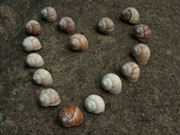 Shell series: sea shells in various colors