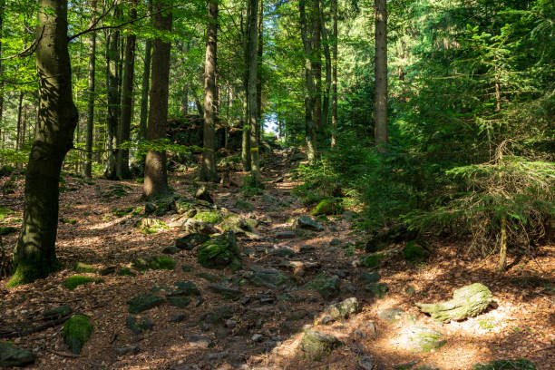 istock Path in the forest with sunrays and stones in the bavarian forest 2191665935