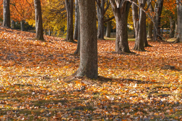istock Tree trunks and fallen yellow leaves. Autumn landscape 2191667139