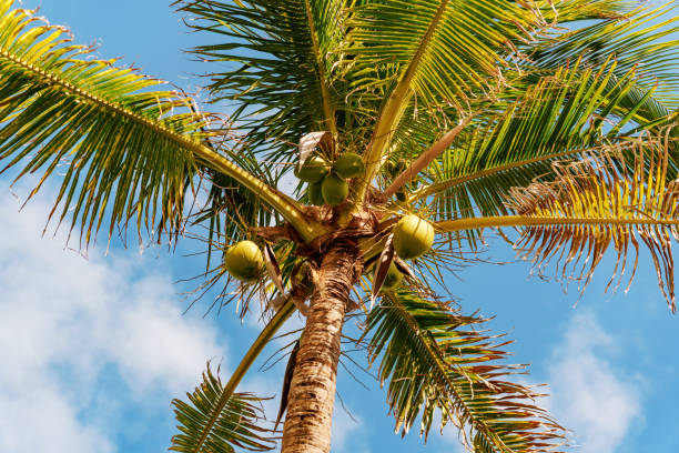 istock A Tall Coconut Palm Tree Standing Beautifully Against the Clear Blue Sky Background 2191667406