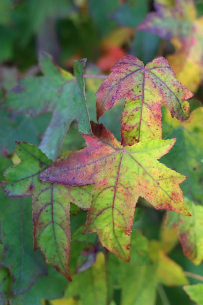 istock Liquidambar styraciflua or sweet gum tree leaves 2191667832