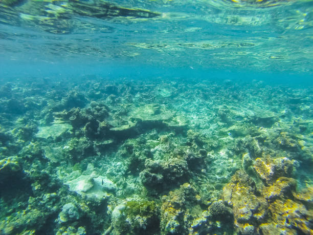 istock Diving in the Maldives with corals and fish 2191670110