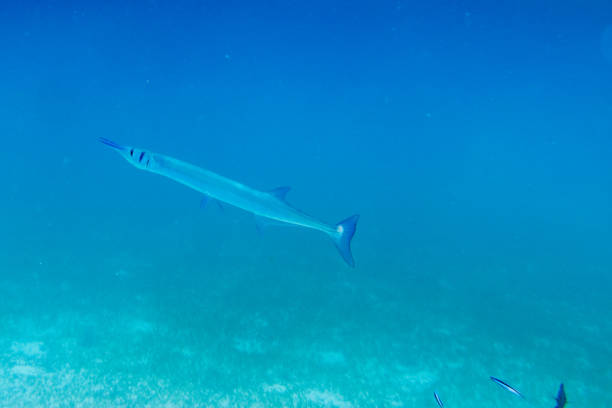 Diving in the Maldives with corals and fish