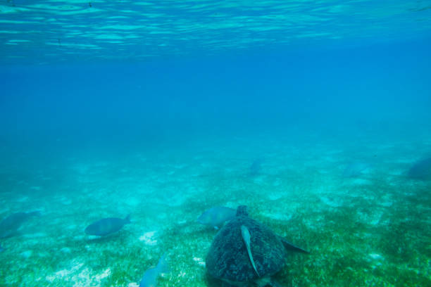 A tiny green sea turtle (Chelonia mydas) glides effortlessly through crystal-clear turquoise waters, its delicate flippers propelling it forward as bubbles rise toward the shimmering surface.