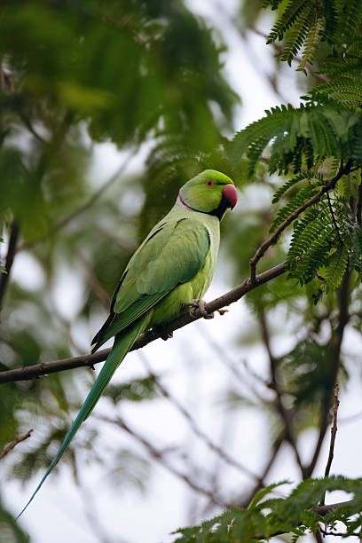 istock The rose-ringed parakeet perched on a branch 2191671115