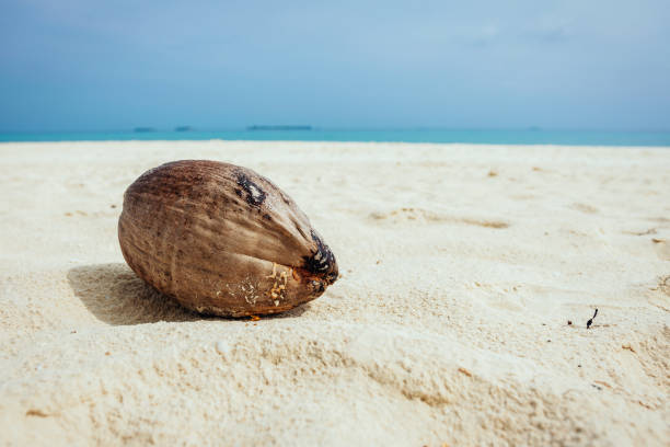 Coconut at the white beach at the Maldives
