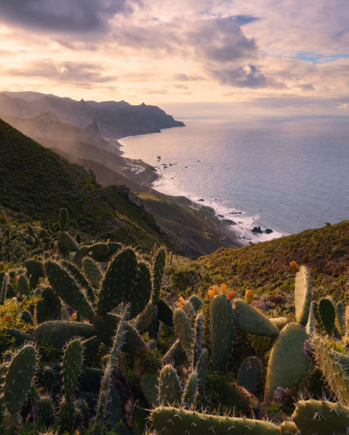 istock Scenic coastal landscape with dramatic cliffs and cactus at sunset, Tenerife, Canary Islands 2191671168