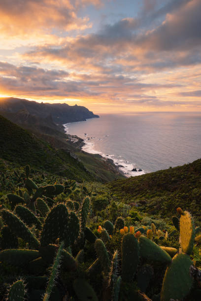 istock Scenic coastal landscape with dramatic cliffs and cactus at sunset, Tenerife, Canary Islands 2191671205