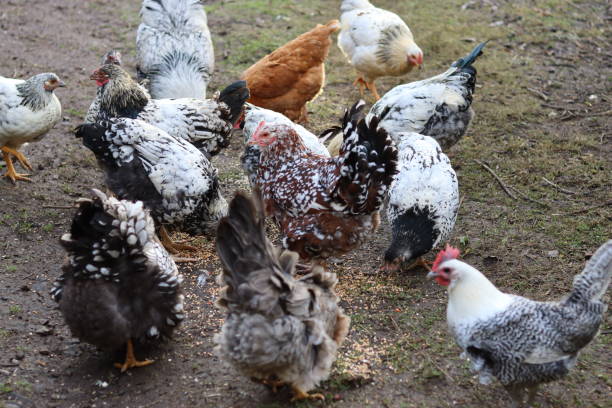 istock Group of mixed hens pecking at seed 2191672606