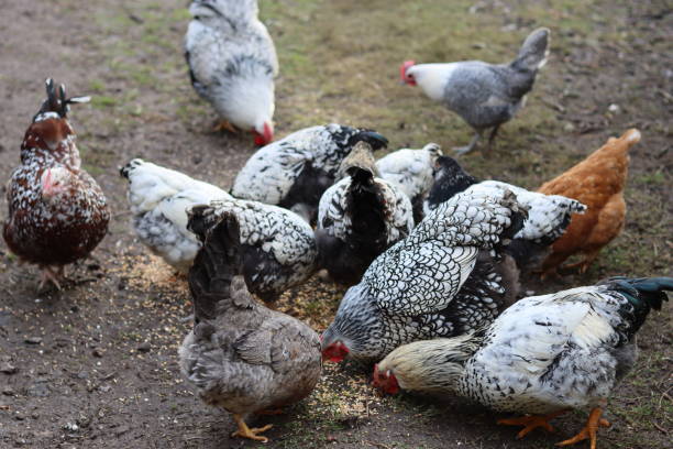 istock Group of mixed hens pecking at seed 2191672700